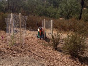 Native Revegetation